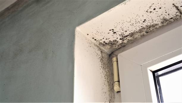 Best Mold Removal for HVAC Installations  in Meadview, AZ