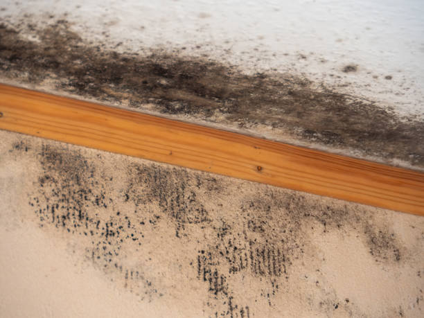  Meadview, AZ Mold Removal Pros